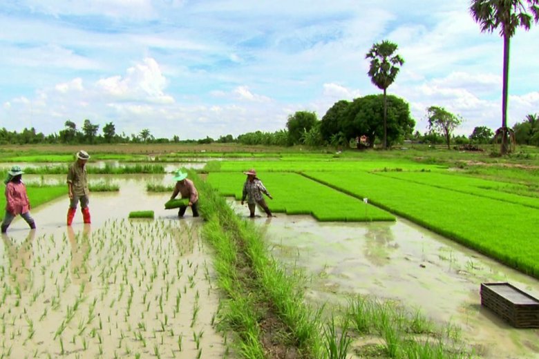 Working in the paddy fields